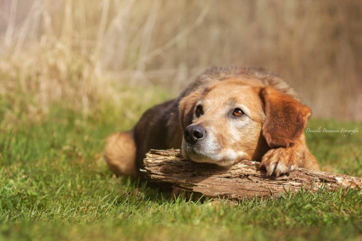 Hund Hundeerziehung in der Hundeschule Elementar in Steinenbronn, Böblingen und Umgebung Hund Hundeerziehung in der Hundeschule Elementar in Steinenbronn, Böblingen und Umgebung