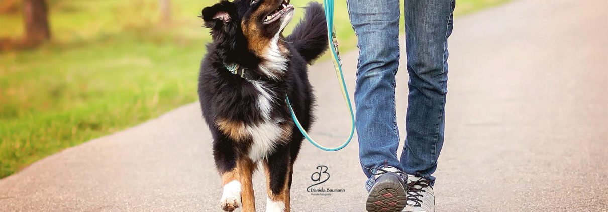 Wohlerzogen durch den Alltag Hundeschule Elementar in Steinenbronn