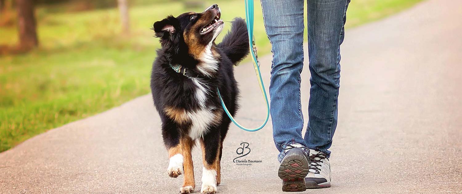 Wohlerzogen durch den Alltag Hundeschule Elementar in Steinenbronn