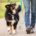 Wohlerzogen durch den Alltag Hundeschule Elementar in Steinenbronn