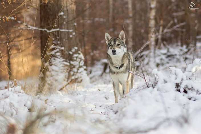 Hund in der Hundeschule Hund in der Hundeschule