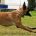 Verhaltensauffällige Hunde Problemhunde Hundeschule