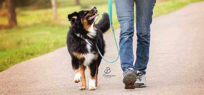 Trainingsmethoden im Hundetraining Trainingsmethoden im Hundetraining