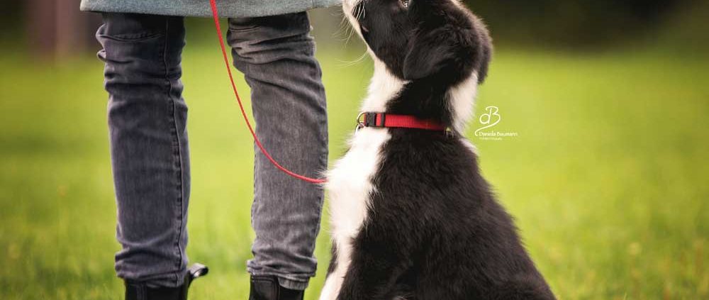 Welpe Welpenkurs Hundeschule in Steinenbronn