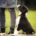 Welpe Welpenkurs Hundeschule in Steinenbronn