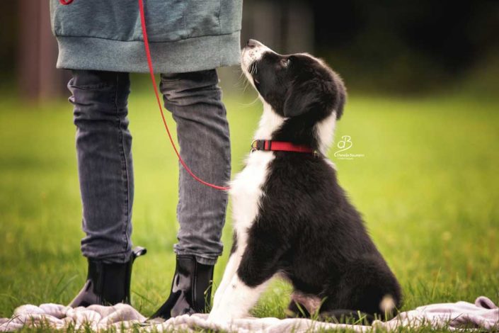 Welpe Welpenkurs Hundeschule in Steinenbronn Welpe Welpenkurs Hundeschule in Steinenbronn