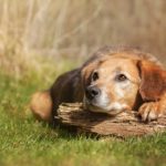 Hund Hundeerziehung in der Hundeschule Elementar in Steinenbronn, Böblingen und Umgebung