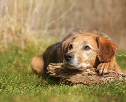 Hund Hundeerziehung in der Hundeschule Elementar in Steinenbronn, Böblingen und Umgebung