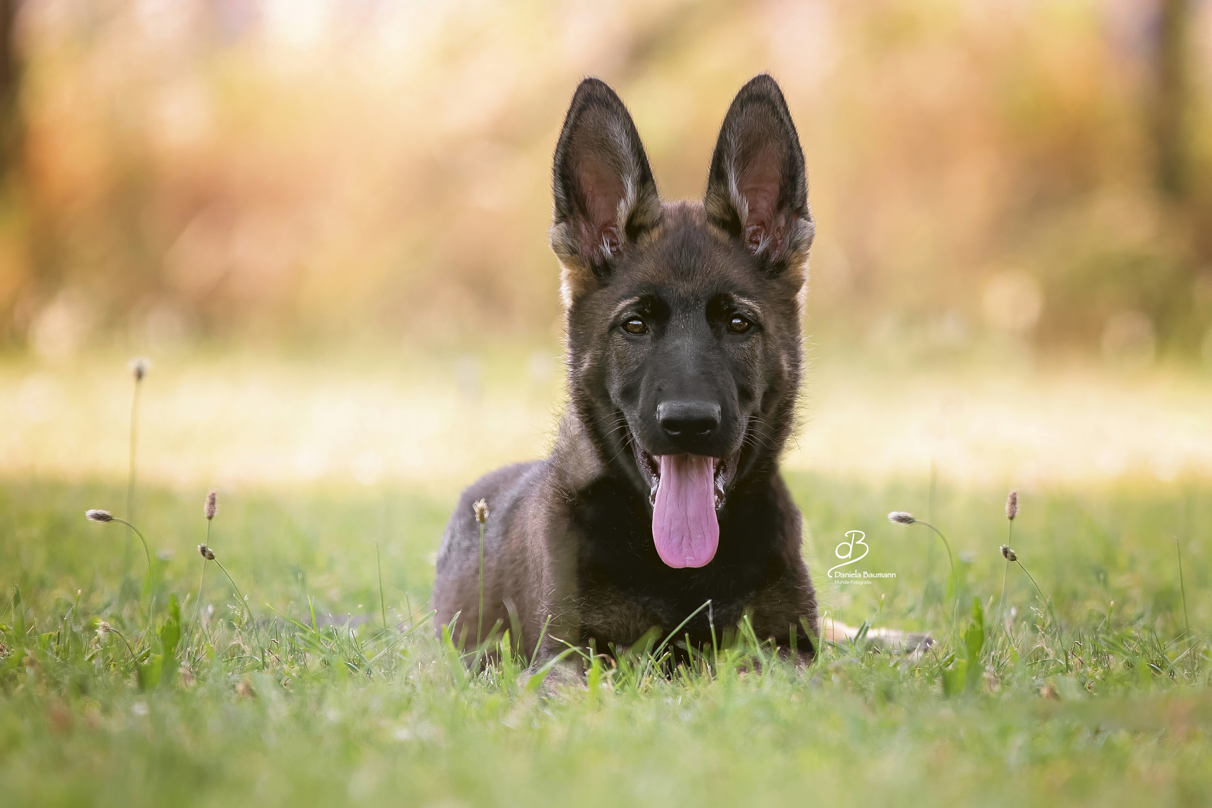 Hundeschule Elementar Katharina Lange Hundetraining in Steinenbronn und Waldenbuch