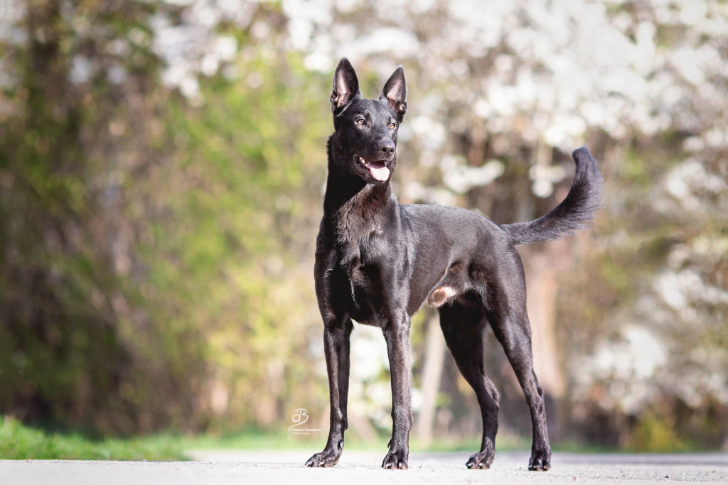 Hundeschule Elementar Katharina Lange Hundetraining in Steinenbronn und Waldenbuch