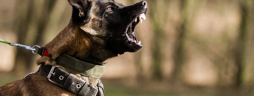 Hundetraining verhaltensauffällige Hunde Problemhunde Hundeschule