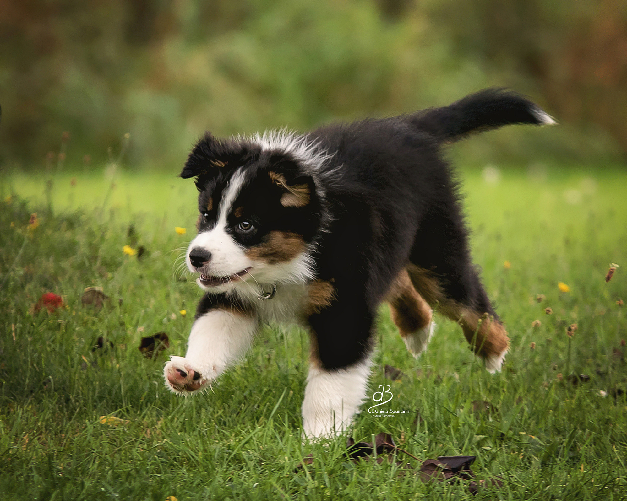 Australian Shepherd Welpe rennt über Wiese